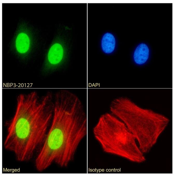 HP1 alpha Antibody (RAB-C133) - Chimeric - Azide and BSA Free