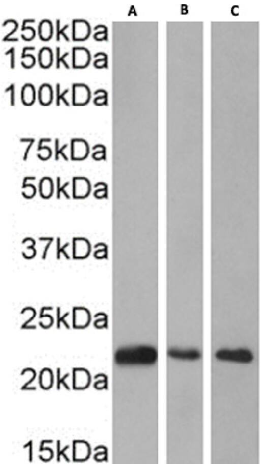 CBX1 Antibody (RAB-C145) - Chimeric - Azide and BSA Free