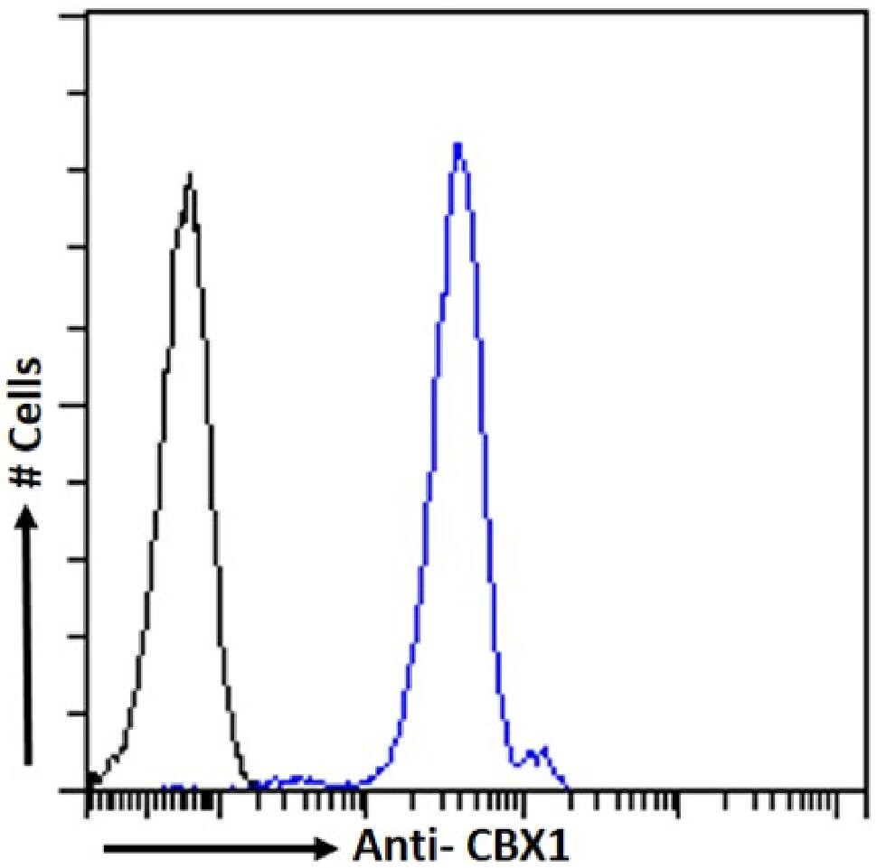 CBX1 Antibody (RAB-C145) - Chimeric - Azide and BSA Free