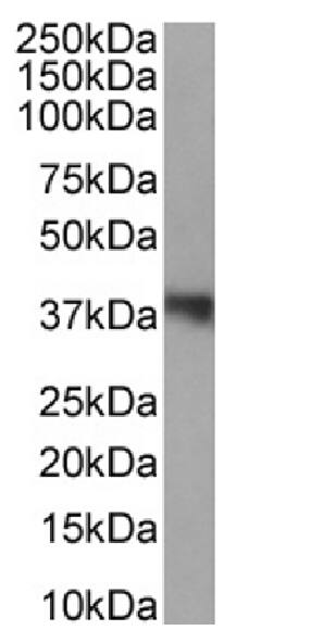WDR5 Antibody (RAB-C223) - Chimeric - Azide and BSA Free