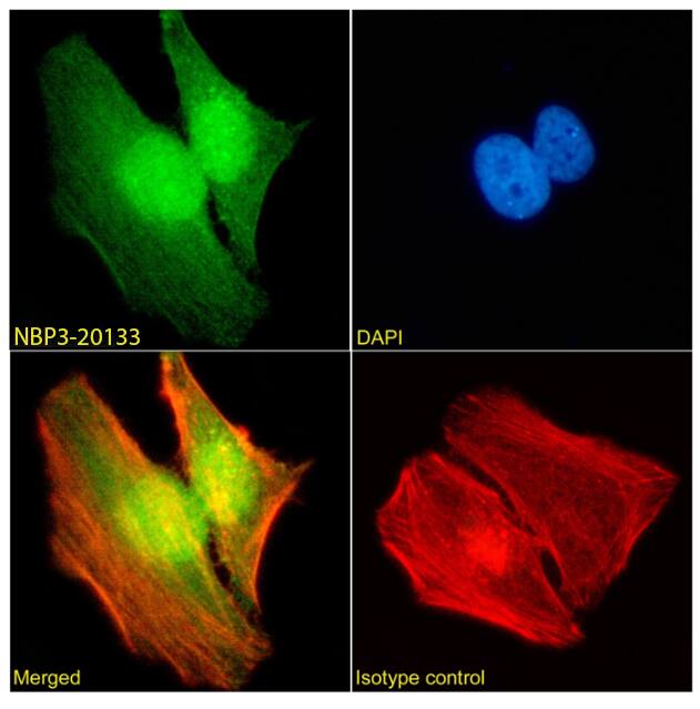 WDR5 Antibody (RAB-C223) - Chimeric - Azide and BSA Free