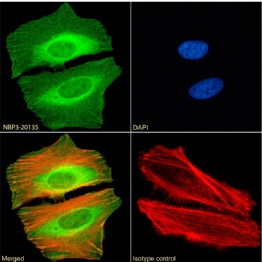 Cbx2 Antibody (RAB-C238) - Chimeric - Azide and BSA Free