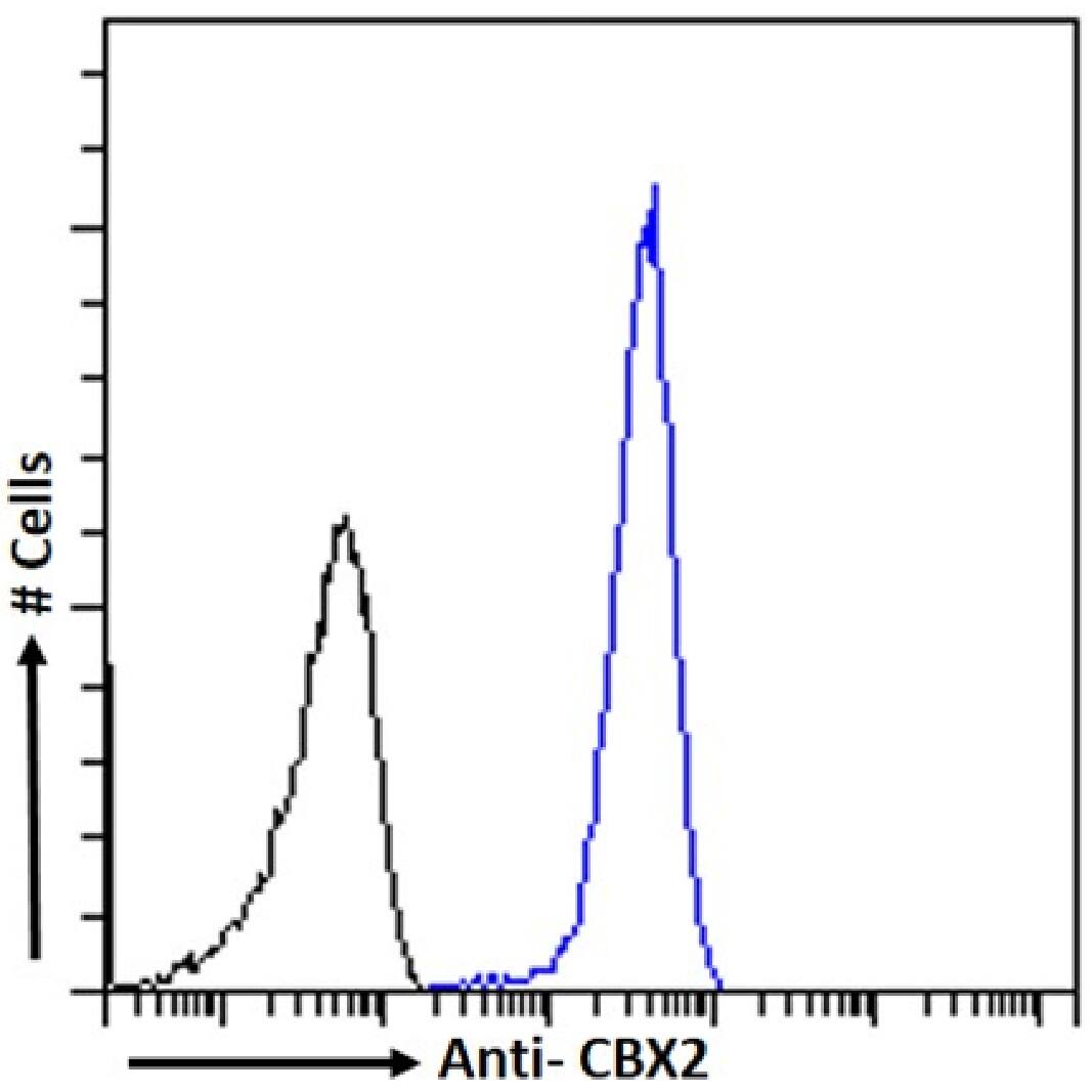 Cbx2 Antibody (RAB-C238) - Chimeric - Azide and BSA Free