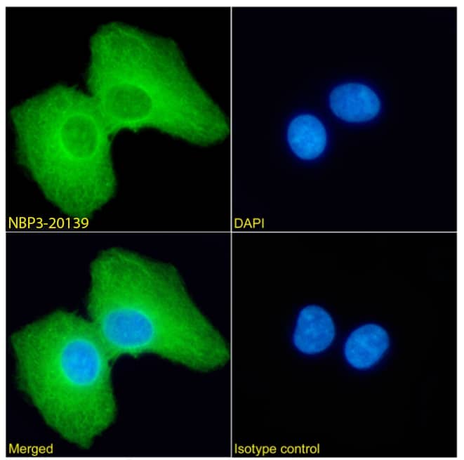 PRDM4 Antibody (RAB-C367) - Chimeric - Azide and BSA Free