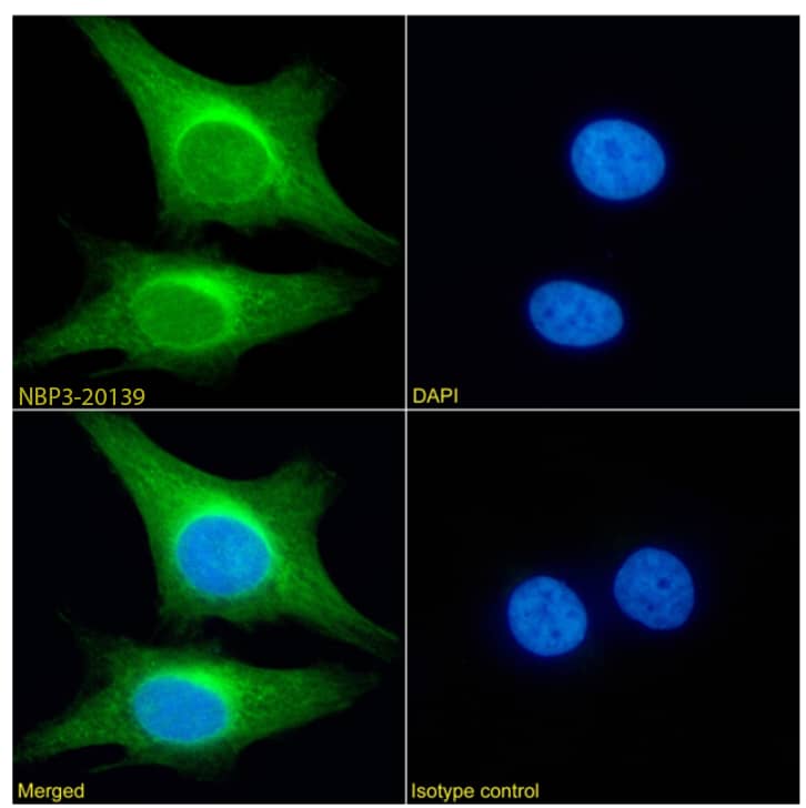 PRDM4 Antibody (RAB-C367) - Chimeric - Azide and BSA Free