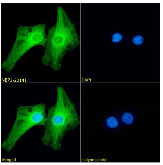 PRDM9 Antibody (RAB-C370) - Chimeric - Azide and BSA Free