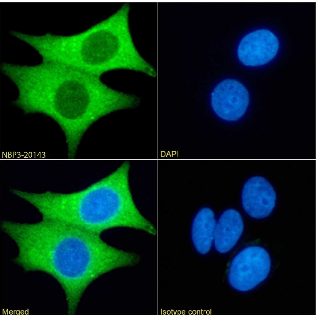 PRMT3 Antibody (RAB-C372) - Chimeric - Azide and BSA Free