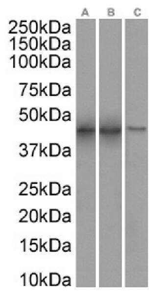 SETD7 Antibody (RAB-C220) - Chimeric - Azide and BSA Free