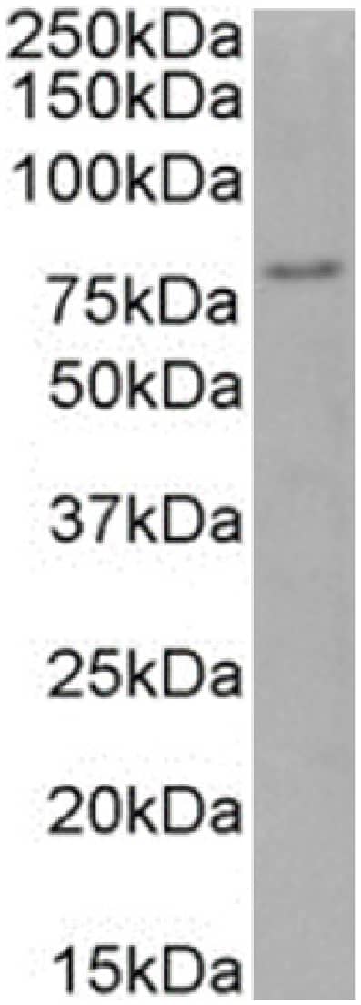 FoxP4 Antibody (RAB-S40) - Chimeric - Azide and BSA Free