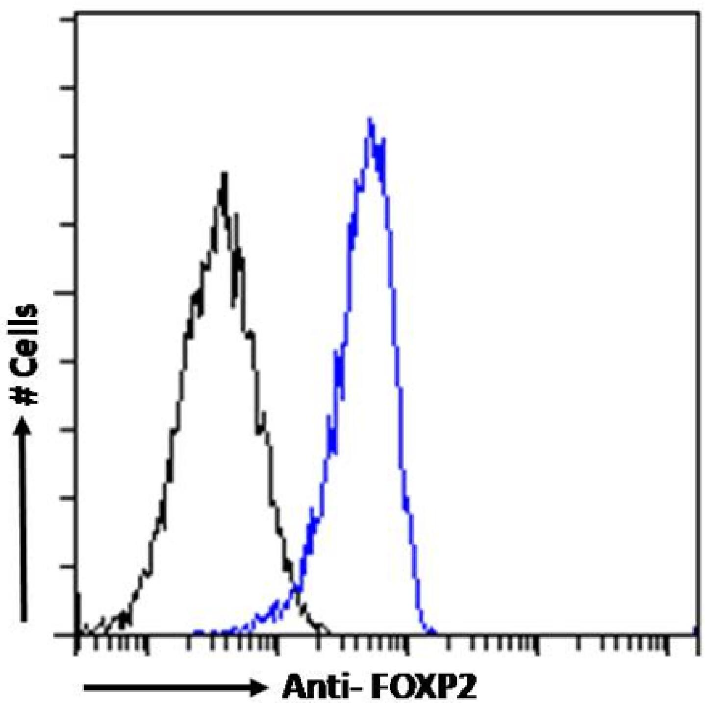 FoxP2 Antibody (RAB-S249) - Chimeric - Azide and BSA Free
