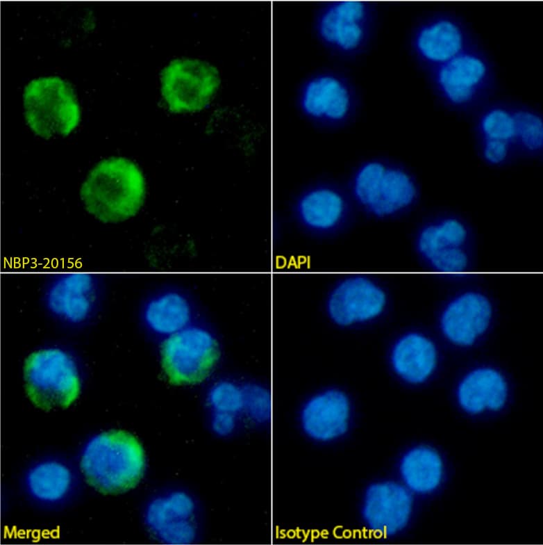 NKG2D/CD314 Antibody (6E5A7) - Chimeric - Azide and BSA Free