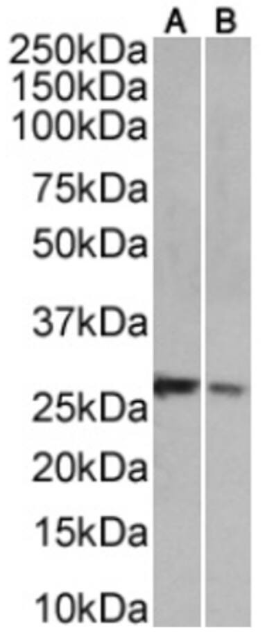NKG2D/CD314 Antibody (6E5A7) - Chimeric - Azide and BSA Free