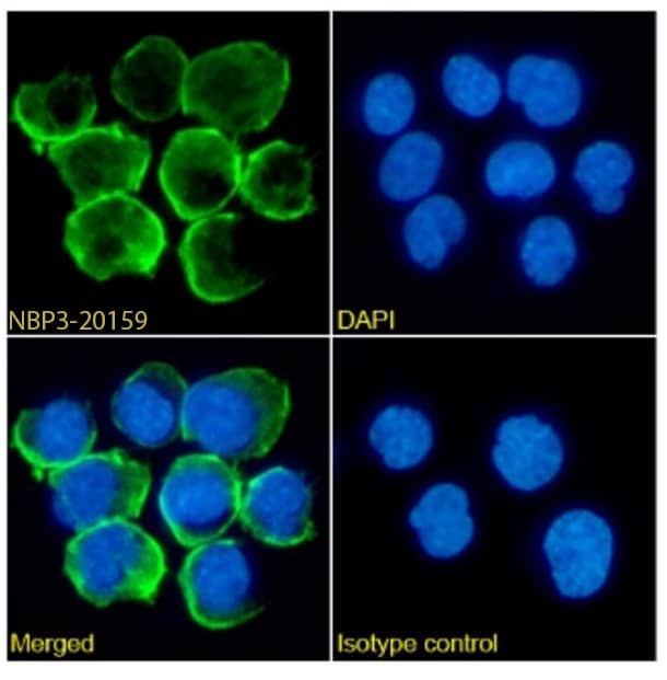 Fc gamma RIIA/CD32a Antibody (IV.3) - Chimeric - Azide and BSA Free