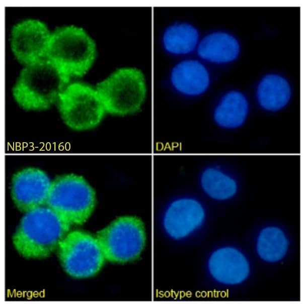 IL-3R alpha/CD123 Antibody (7G3) - Chimeric - Azide and BSA Free