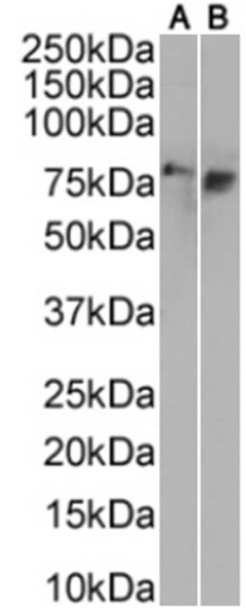 Tau Oligomeric Complex Antibody (TOC1) - Chimeric - Azide and BSA Free