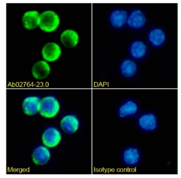 CD161/NK1.1 Antibody (PK-136) - Chimeric - Azide and BSA Free