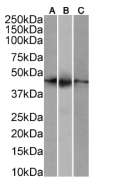 CD161/NK1.1 Antibody (PK-136) - Chimeric - Azide and BSA Free