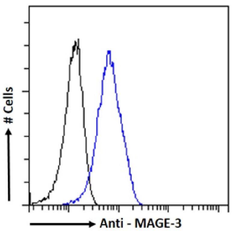 MAGEA3 Antibody (21B4) - Chimeric - Azide and BSA Free