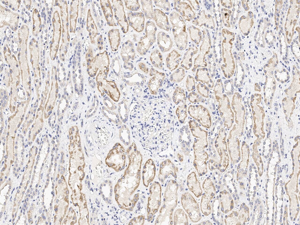 GIMAP6 Antibody - Azide and BSA Free