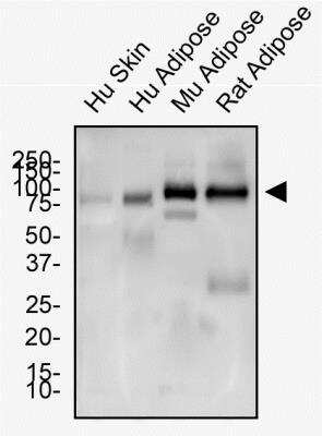 Adipogenesis Antibody Pack