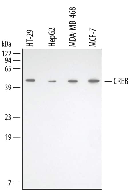 Adipogenesis Antibody Pack