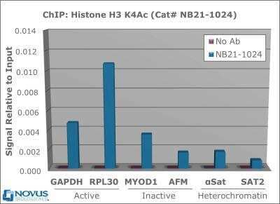 Acetyl Histone H3 Antibody Pack