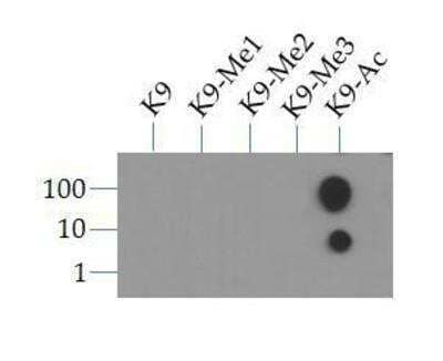Acetyl Histone H3 Antibody Pack