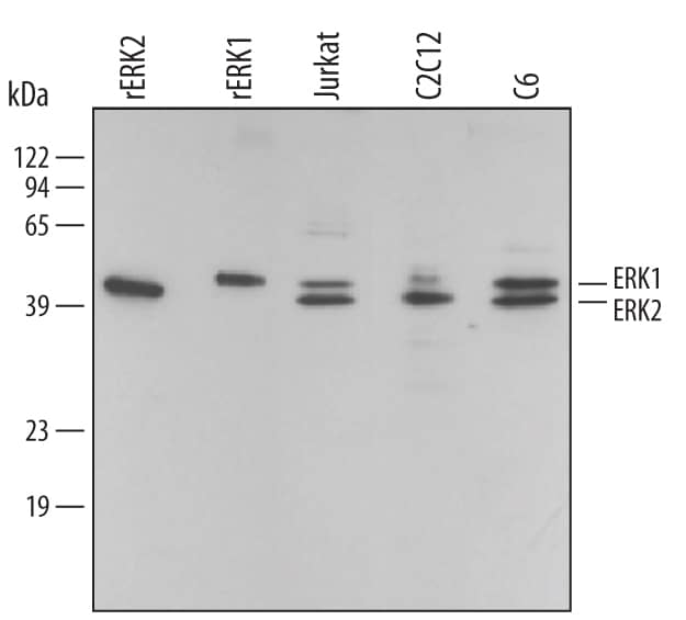 MAPK Family Antibody Pack