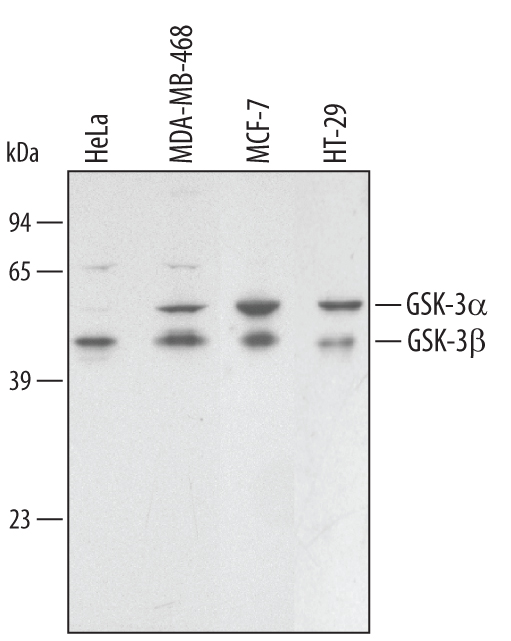 GSK3 Antibody Pack