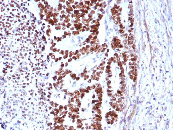 p53 Antibody (rTP53/8579)