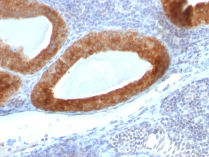 Thyroid Peroxidase Antibody (rTPO/7248) Thyroid Peroxidase Antibody (rTPO/7248) - Azide and BSA Free