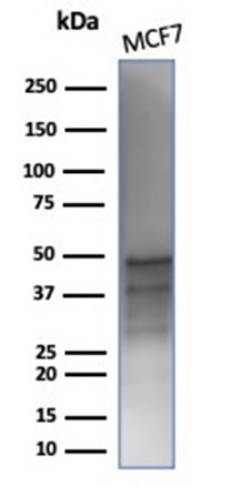 GATA-3 Antibody (rGATA3/3870)
