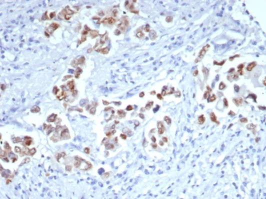 GATA-3 Antibody (GATA3/7685R)