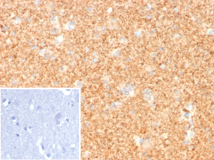UCH-L1/PGP9.5 Antibody (UCHL1/8107R)