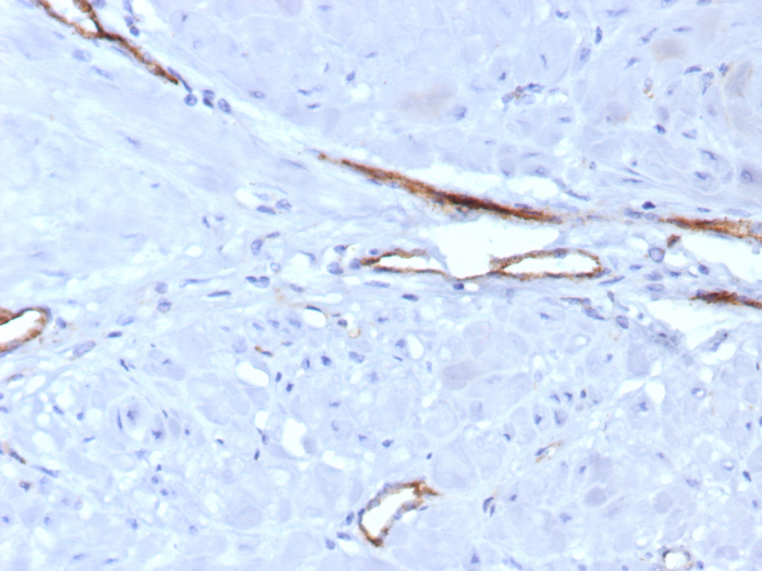 Von Willebrand Factor Antibody (VWF/7979R)