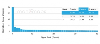 BOLA3 Antibody (PCRP-BOLA3-1A5)
