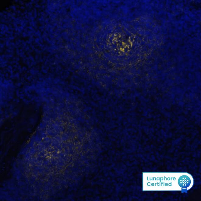 CD21 Antibody (CL14552) - BSA Free CD21 Antibody (CL14552) - BSA Free