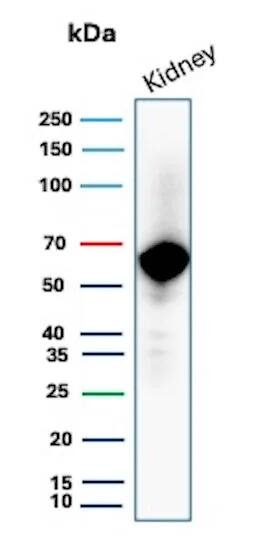 Occludin Antibody (rOCLN/8776) Western Blot: Occludin Antibody (rOCLN/8776) [NBP3-20355] -