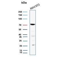 COX-2 Antibody (COX2/7803R) Western Blot: COX-2 Antibody (COX2/7803R) [NBP3-20362] -