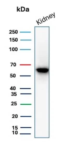 Occludin Antibody (OCLN/8526R) Western Blot: Occludin Antibody (OCLN/8526R) [NBP3-20371] -