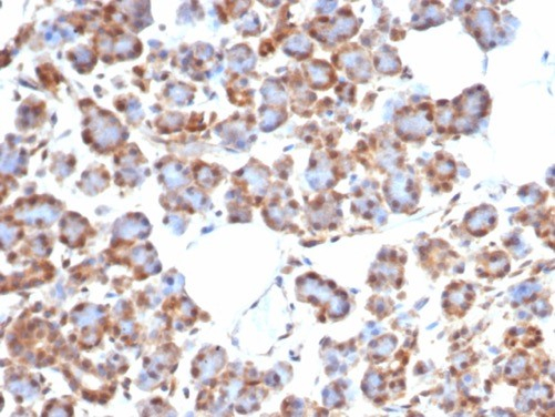 Smad4 Antibody (SMAD/7905R)