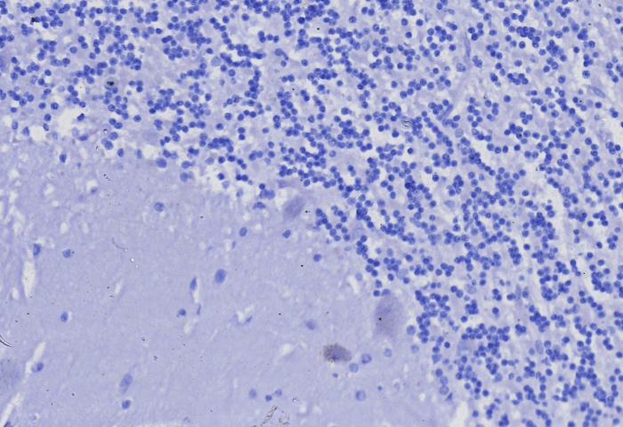CD3 epsilon Antibody (C3e/8116R)