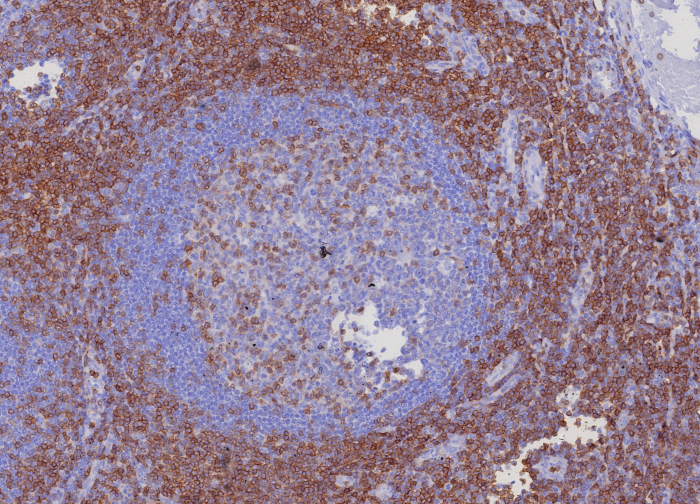 CD3 epsilon Antibody (C3e/8116R)