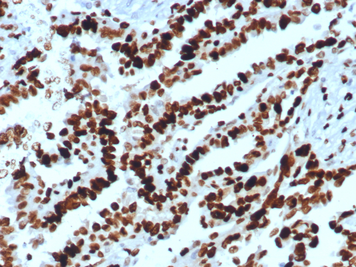 MCM2 Antibody (MCM2/8006R)