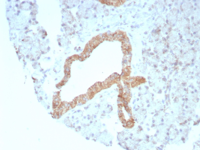 BCMA/TNFRSF17 Antibody (rCD269/8507)