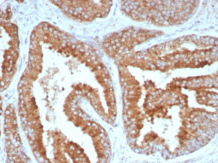 BCMA/TNFRSF17 Antibody (CD269/8508R)