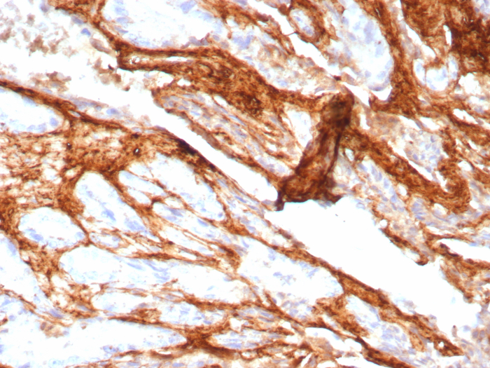 Decorin Antibody (DCN/8760R)