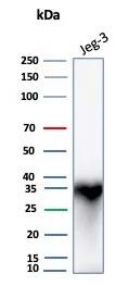 HLA G Antibody (HLAG/8393R) Western Blot: HLA G Antibody (HLAG/8393R) [NBP3-20483] -