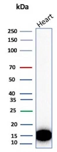 FABP3/H-FABP Antibody (rFABP3/8534) Western Blot: FABP3/H-FABP Antibody (rFABP3/8534) [NBP3-20498] -