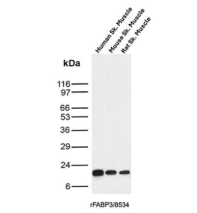 FABP3/H-FABP Antibody (rFABP3/8534) Western Blot: FABP3/H-FABP Antibody (rFABP3/8534) [NBP3-20498] -